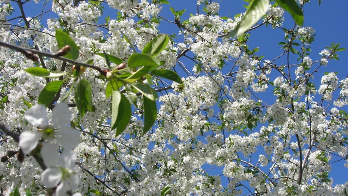 Май обещает быть теплым. Фото: pxhere.com