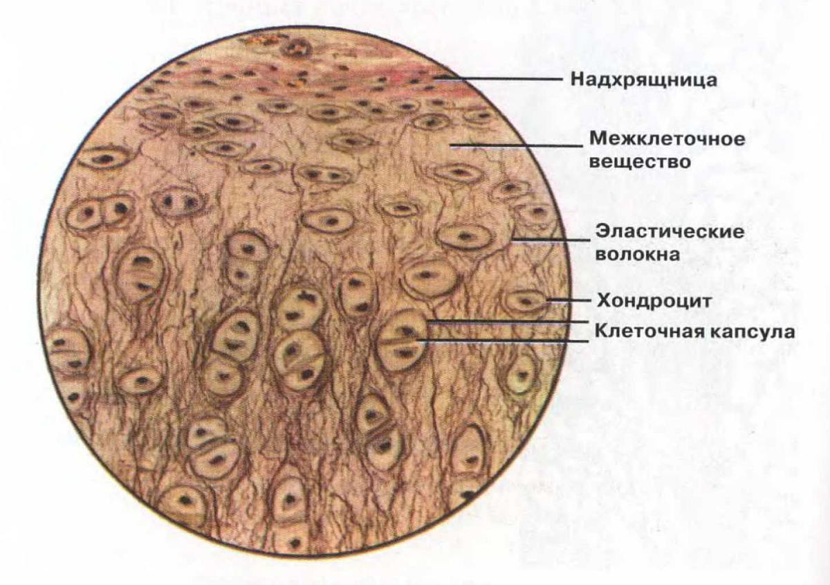 Эластический хрящ гистология. Соединительная ткань эластический хрящ. Хрящевая ткань эластический хрящ. Эластическая хрящевая ткань гистология.