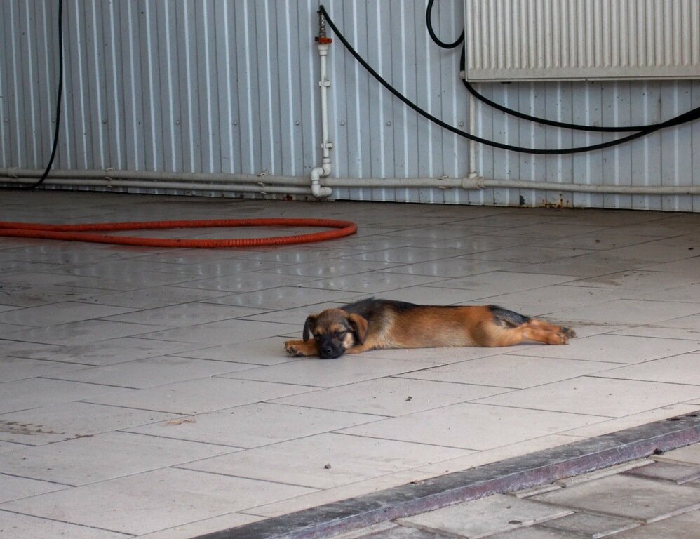 Усталый собакен на одном из шиномонтажей