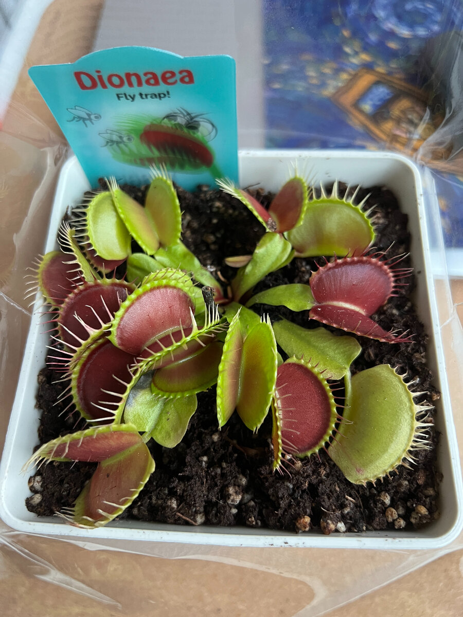 Венерина мухоловка (Dionaea muscipula)