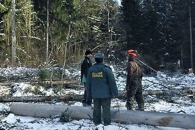    Санитарная рубка вблизи деревни Наро-Фоминского округа © Пресс-служба Комитета лесного хозяйства Московской области