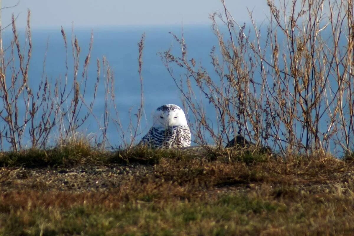 Zoologist Perfumes. Snowy Owl (Полярная Сова) | Парфманьяк обыкновенный |  Дзен