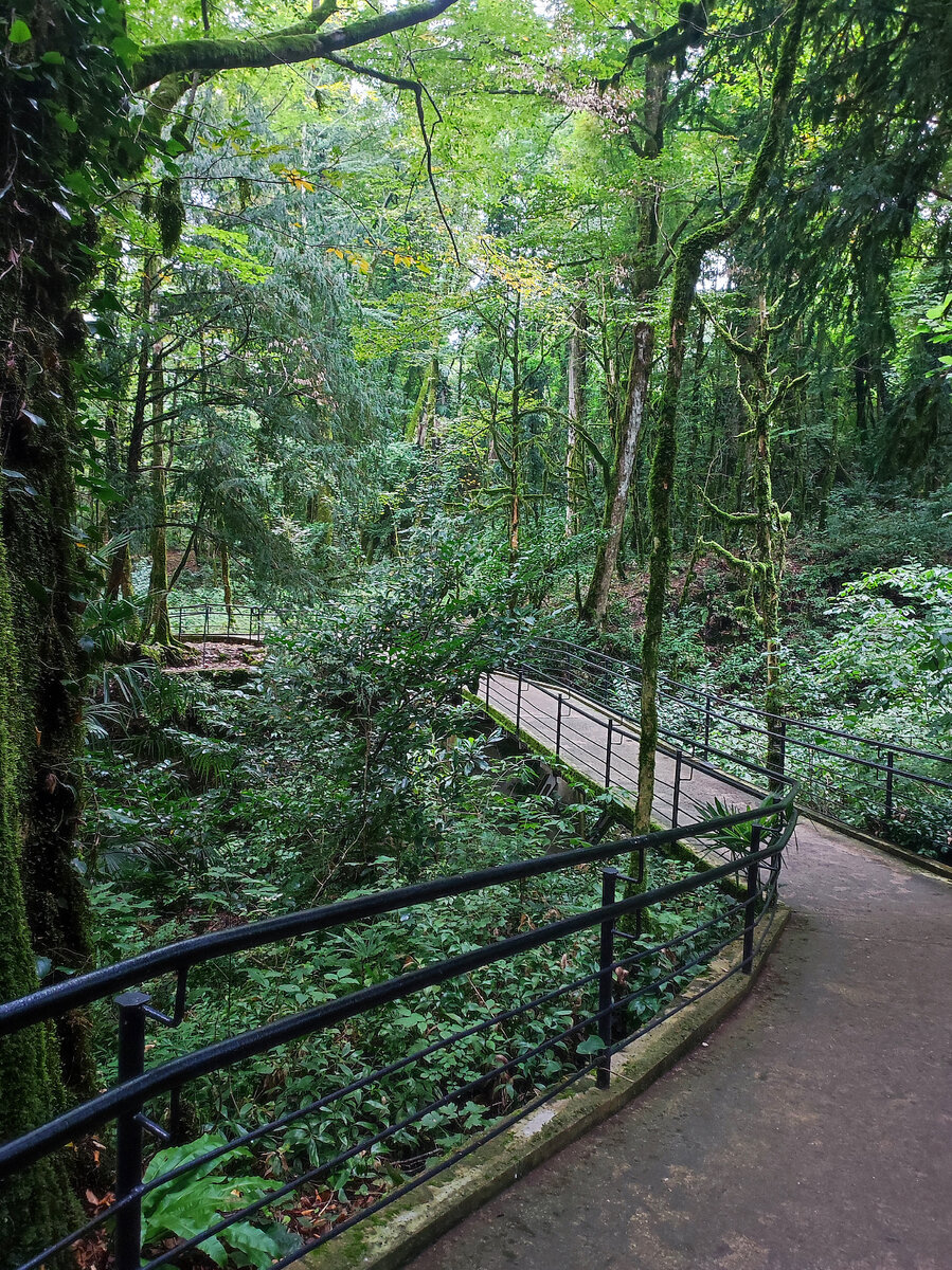 Вход в тисо-самшитовую рощу