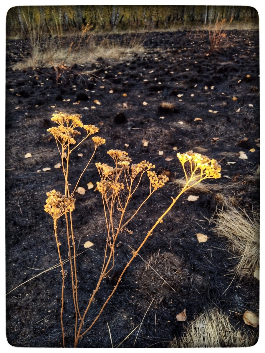Сегодня, я впервые за две недели, могу спокойно сидеть, без головной боли, лихорадки и озноба. 
