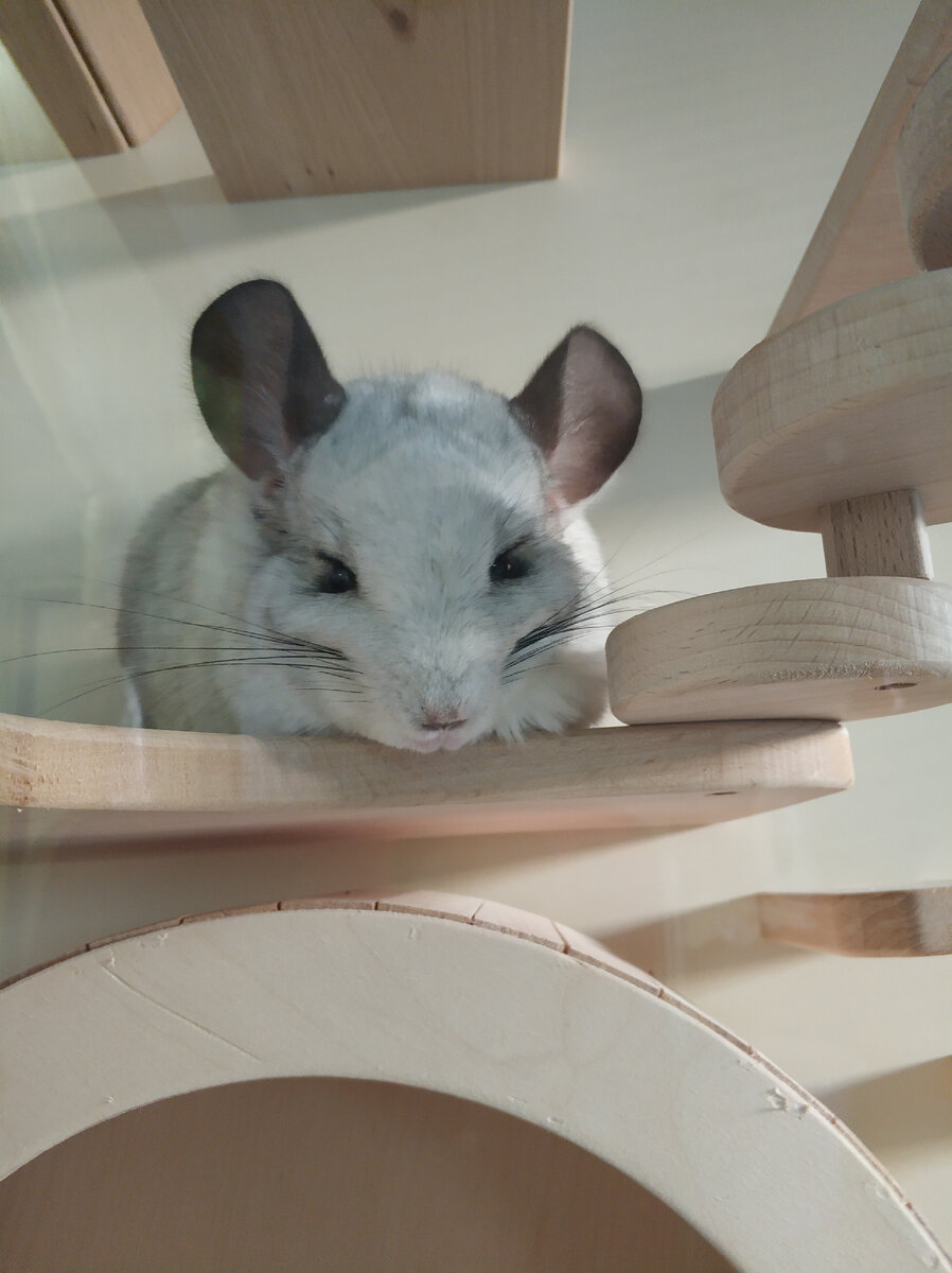 Чего опять голодом морить будете?