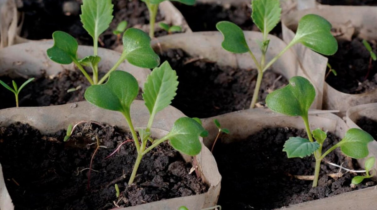 Рассада капусты