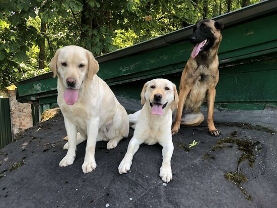     Фото: СОГБУ «Пожарно-спасательный центр»