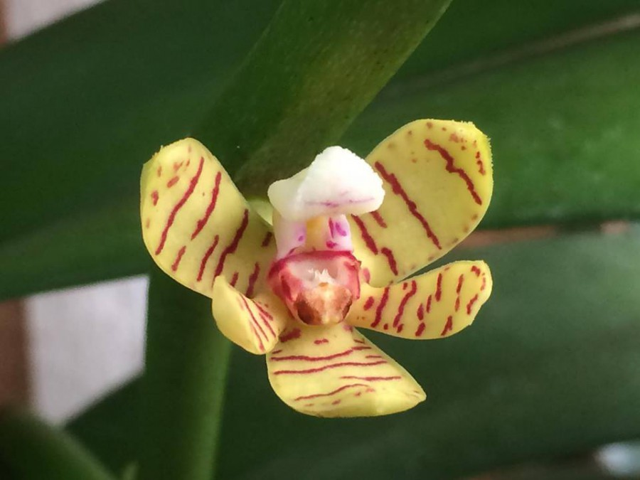 Орхидеи – красивые и разные (30 фото)
