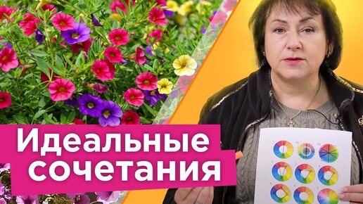 Лучшие партнеры для петунии! С этими цветами петуния заиграет новыми красками! С чем и как сочетать петунию в цветнике