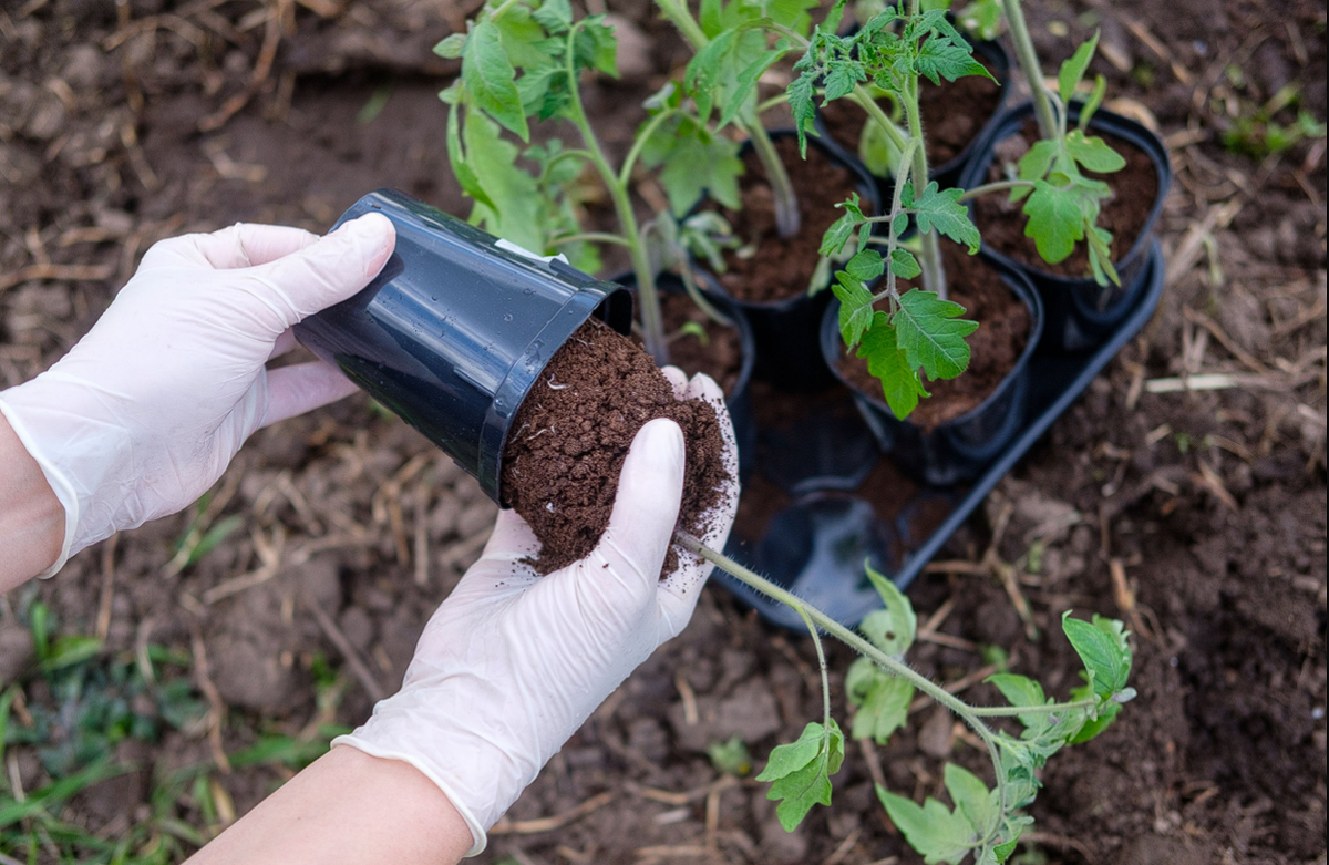 Рассада помидоров