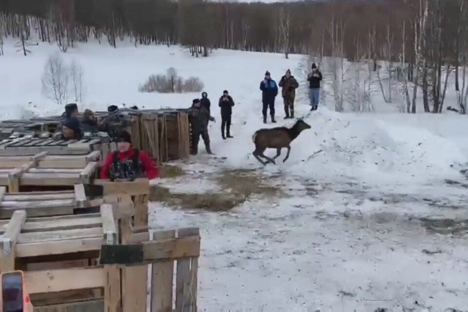     В Красноярском крае выпустили в природу 34 молодых марала. Стоп-кадр видео