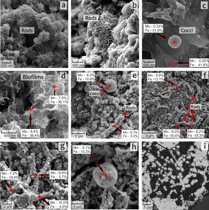 Микроструктура образцов из различных месторождений. Источник: Shulga et al. / Scientific Reports, 2022