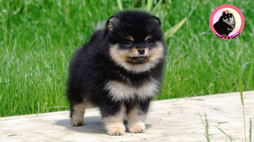 Щенок померанского шпица 🐾 Шпиц Боня