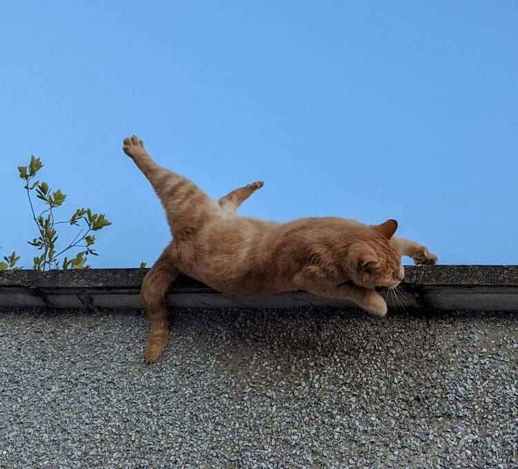 Источник: https://www.reddit.com/r/AnimalsBeingDerps/comments/wlzqc1/i_caught_my_cat_waking_up_and_falling_off_the_wall
