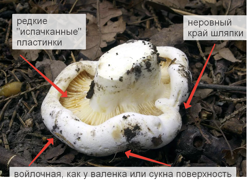 Виды груздей и подгруздков фото и описание. Подгруздок белый фото и описание. Гриб скрипица как приготовить. В чем отличие груздей и подгруздков.