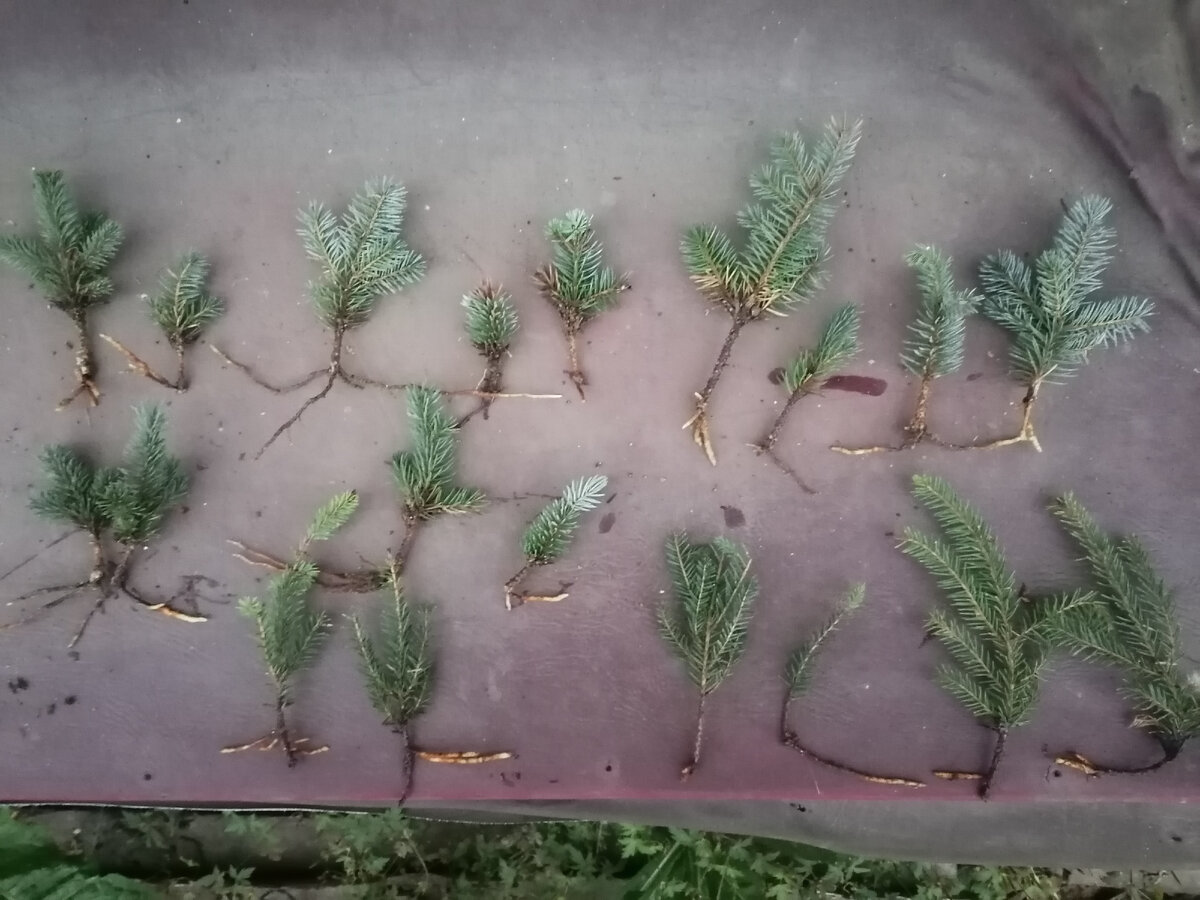  Фото автора 9 сентября 2022г Ель колючая "Глаука глобоза" -верхний ряд и ель обыкновенная "Нидеформис" нижний ряд