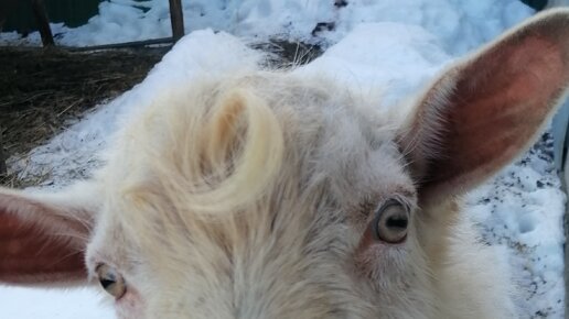 Дизайн Человека и Жизни | А наш козёл всё мечтает о козе🐐 | Дзен