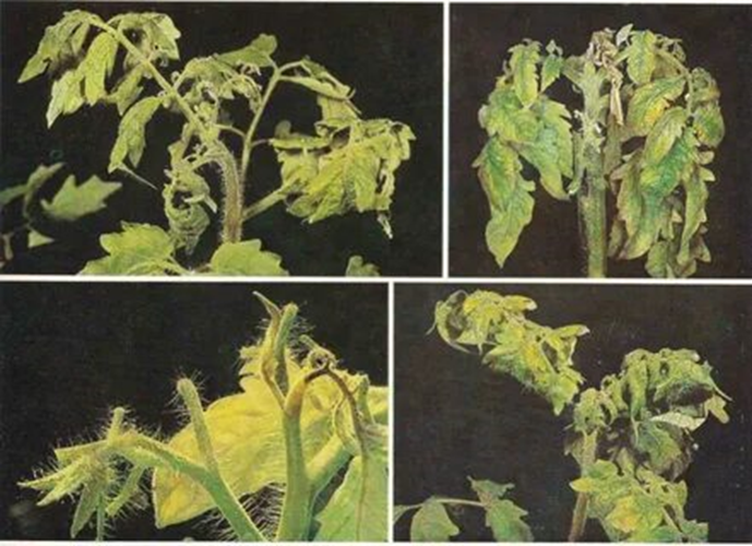 Взято из общего доступа