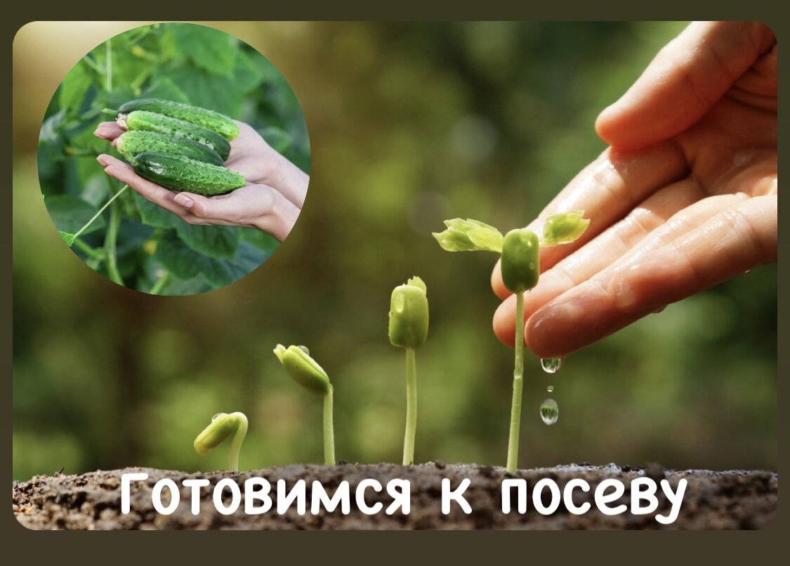 Простые способы подготовки семян к посеву 🌱 | Мир нашими глазами | Дзен