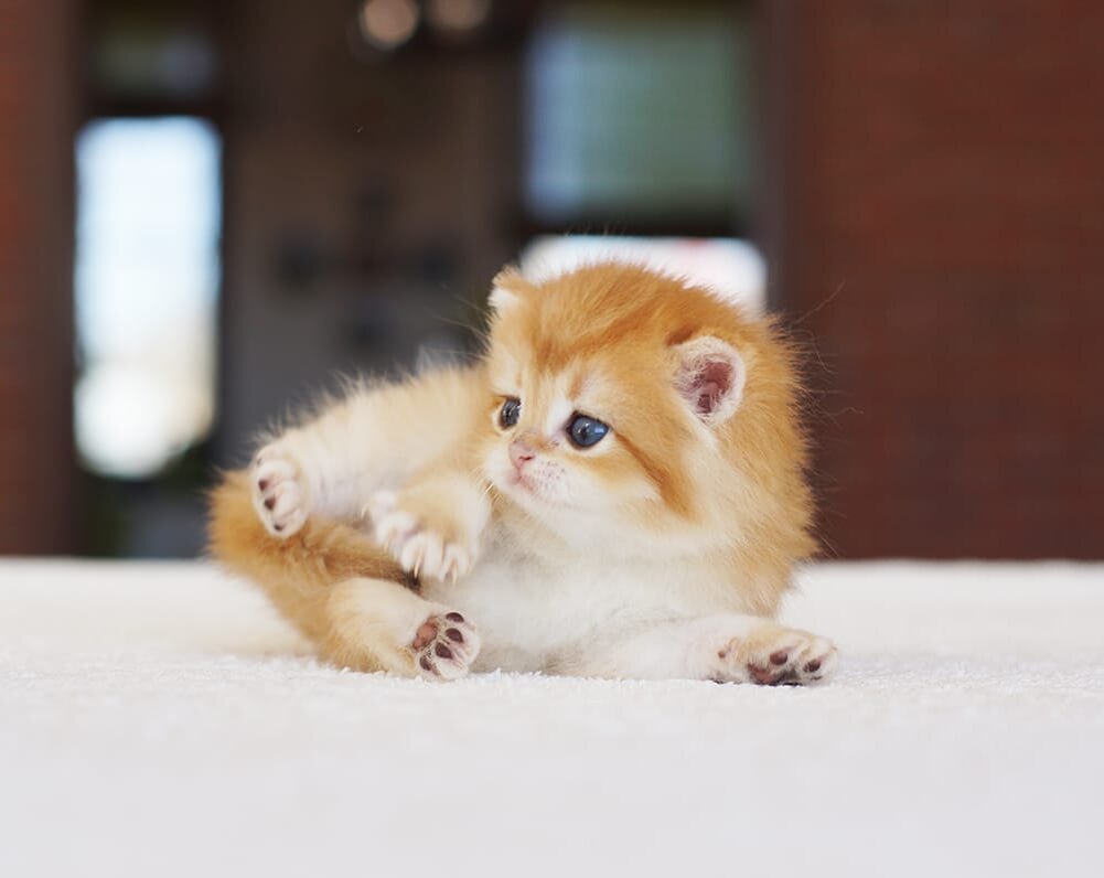 Золотой малыш, питомник Максельпоинт