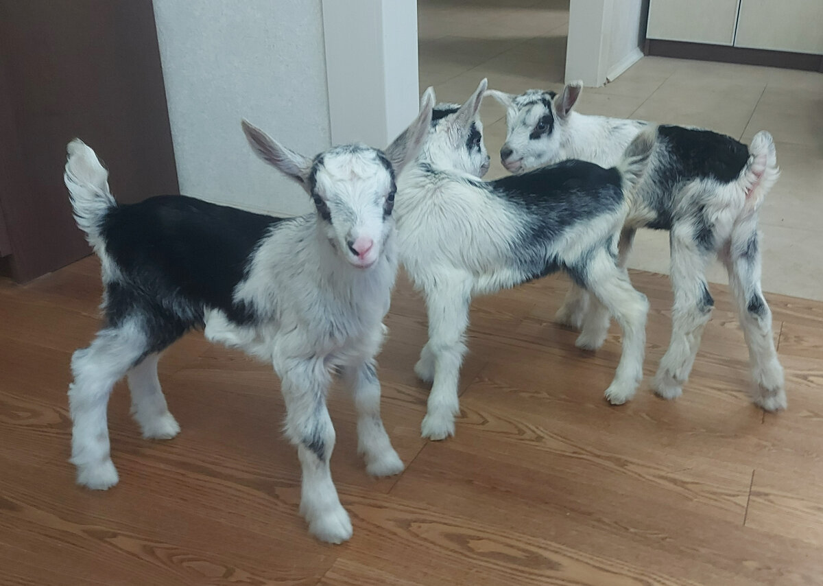 Как не зарасти козлами | Добрая коза | Дзен