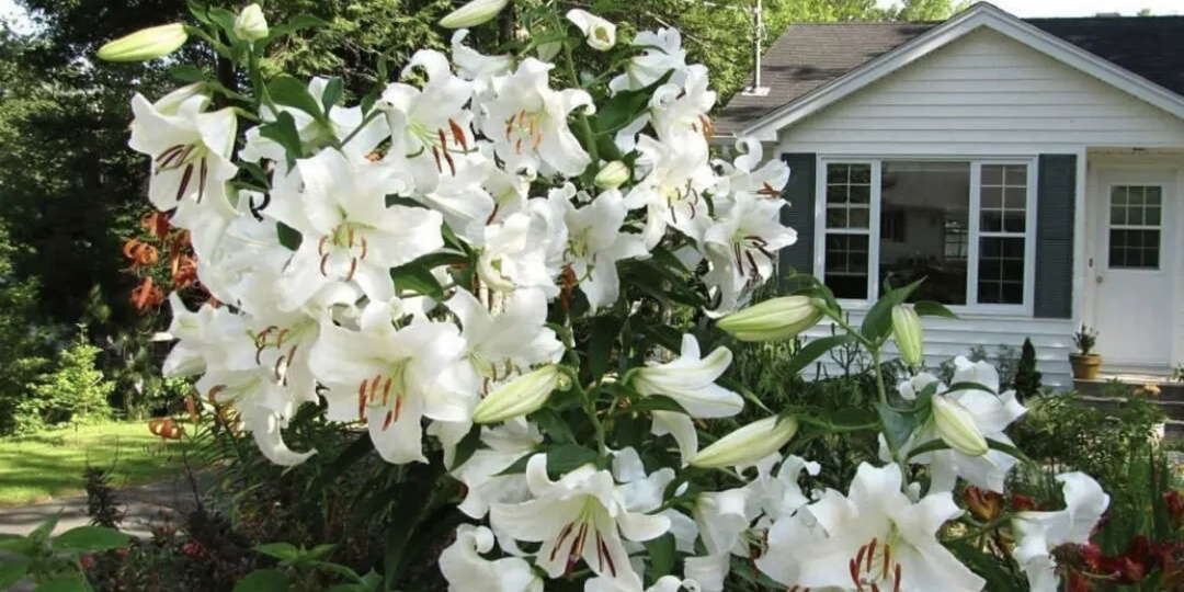 Современные от гибриды - восхитительные лилии деревья!!!