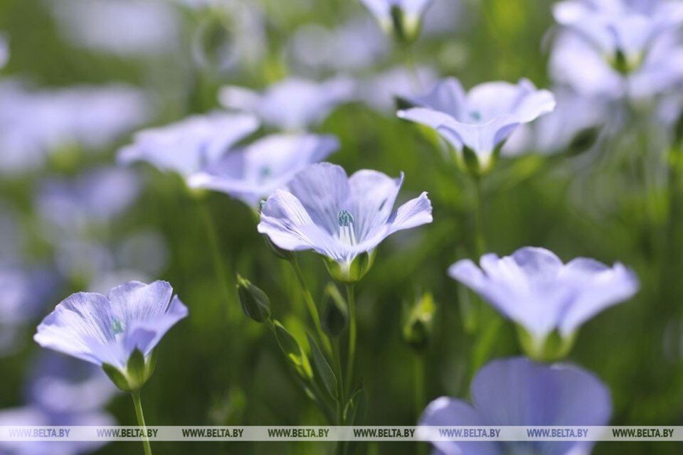     Белорусское правительство вновь ввело лицензирование на вывоз льноволокна. Фото: БелТА
