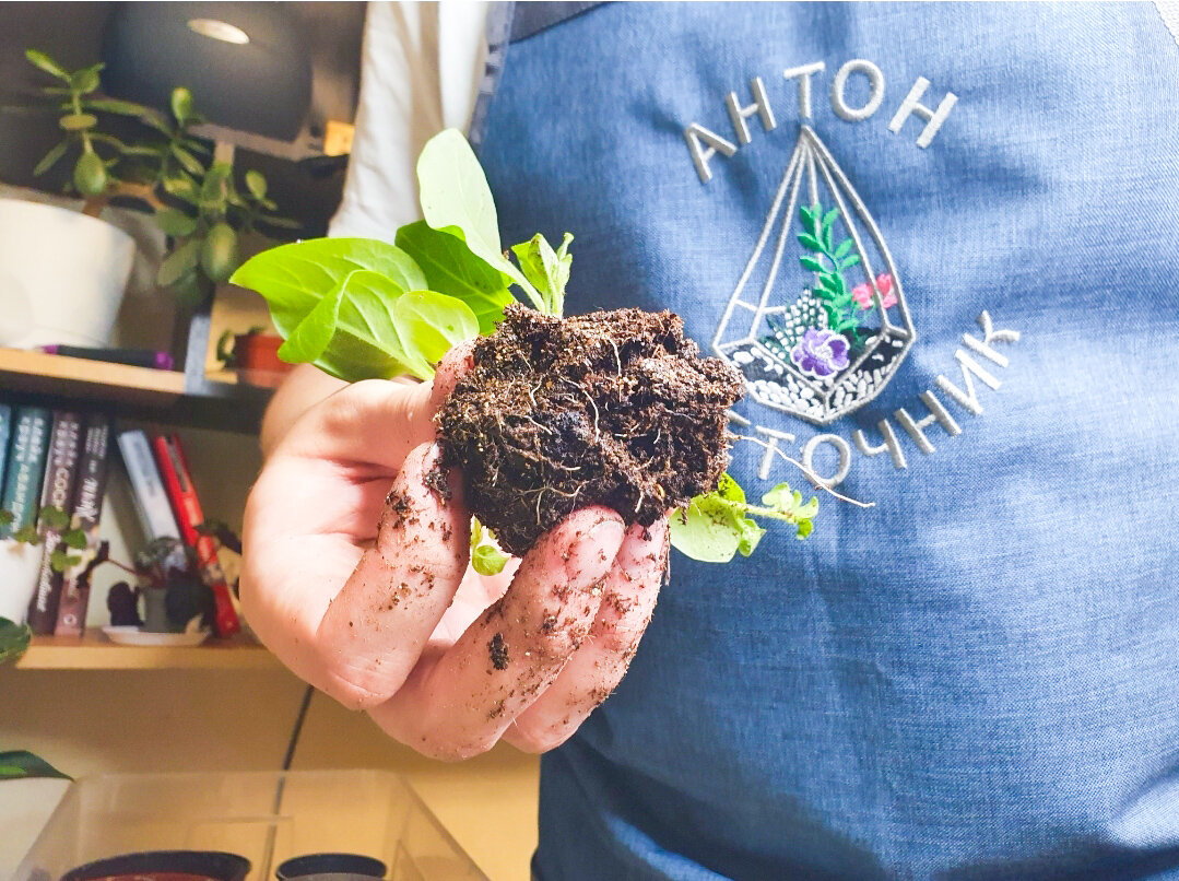 Уже второй год выращиваю петунии, используя такие подкормки - результат отличный