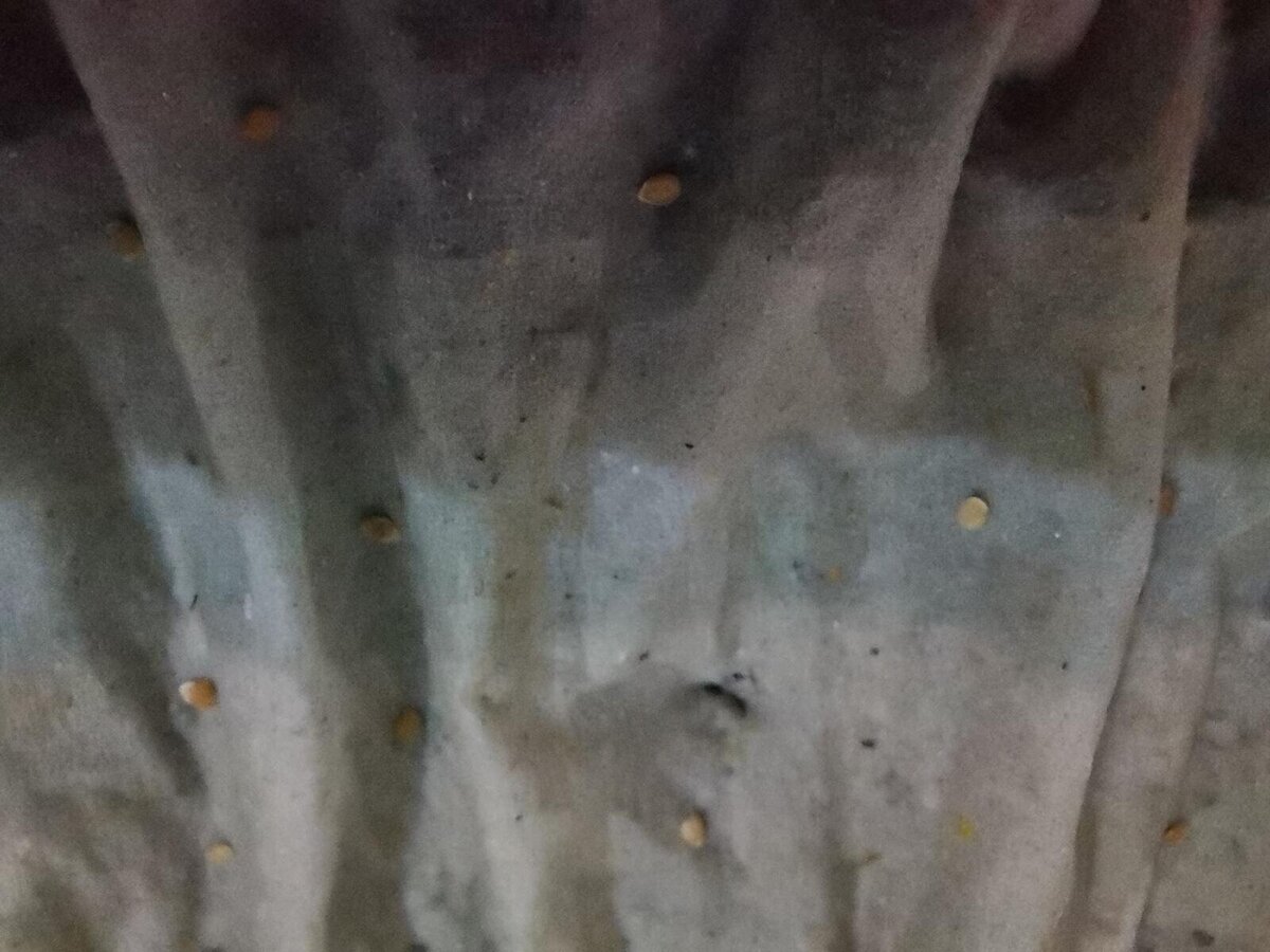 Семена картофеля очень мелкие.