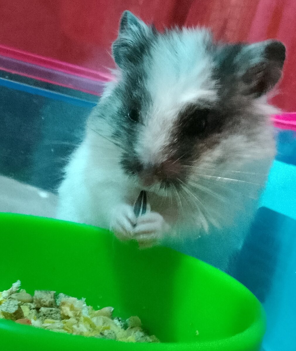 Хомки. Канал хомяк. Мэджик петс рики и лаки. Хомячки в канале wiki lucky. Смешные видео про хомяков.