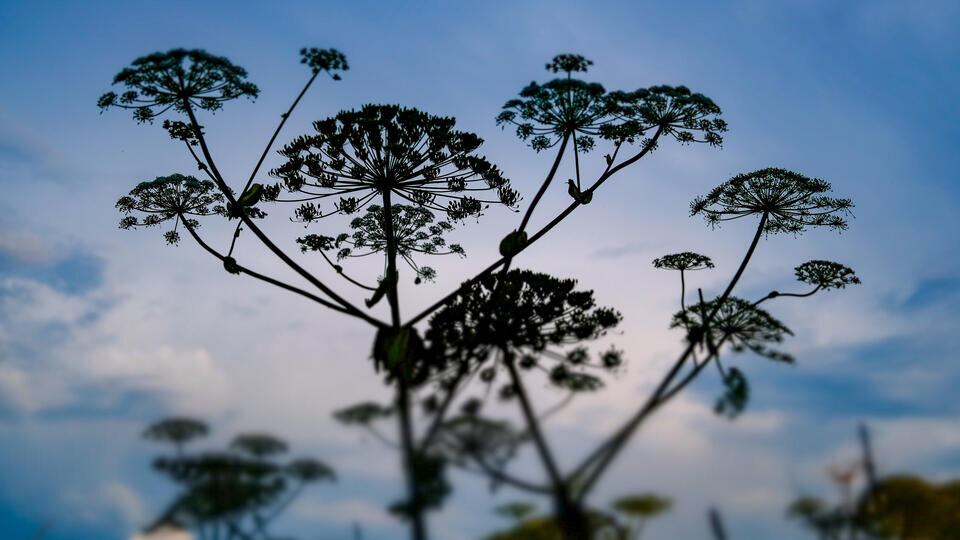     Тайные свойства борщевика: что ученые создают из опасного сорняка РИА Новости/Александр Вильф