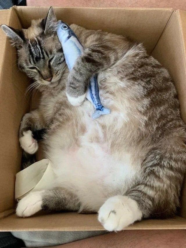 Котики меняются ,любовь к коробкам остается)