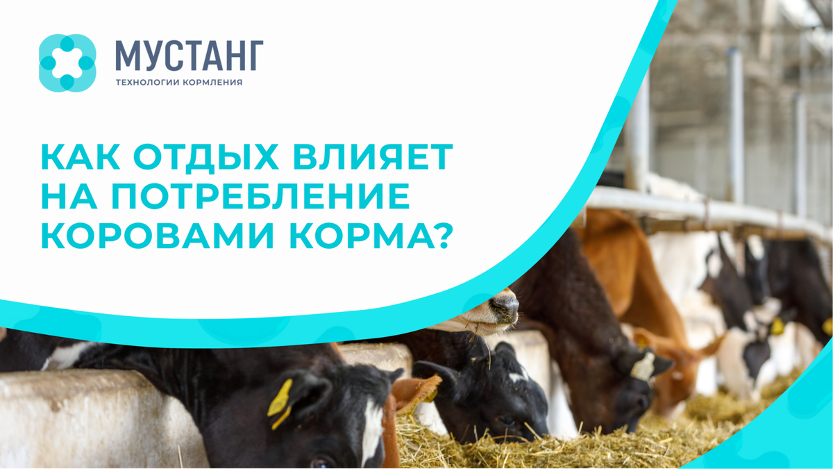 Как отдых влияет на потребление коровами корма | Мустанг. Технологии  кормления | Дзен