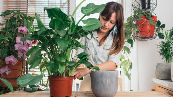    Для пышного цветения и роста: что нужно сделать весной с комнатными растениями Татьяна Сидорова