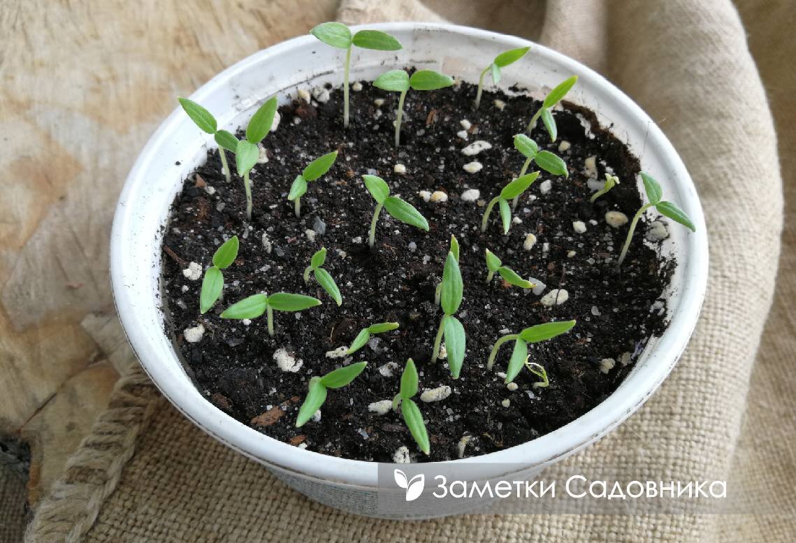 Сколько всходят баклажаны из семян в домашних