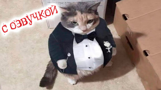 ПРИКОЛЫ С КОТАМИ! СМЕШНЫЕ КОТЫ ДО СЛЁЗ! Смешная ОЗВУЧКА ЖИВОТНЫХ!