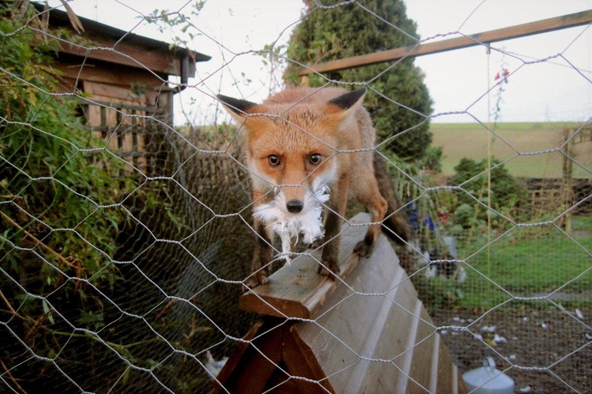 Пойман с поличным