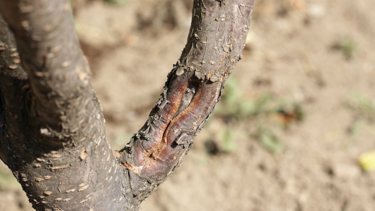 Старая морозобоина имеет наросты или вздутия