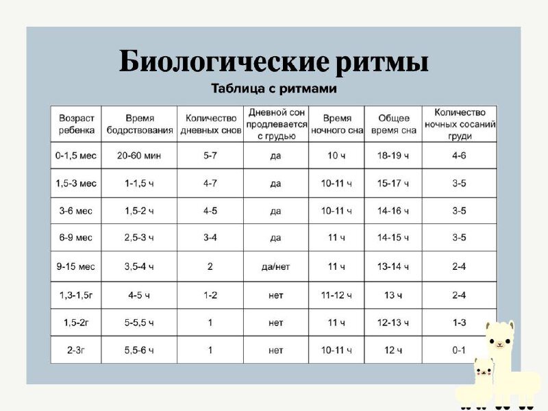 Таблица с ритмами иллюстрирует приблизительные нормы того, как маленький ребенок спит и как со сном связаны сосания груди.