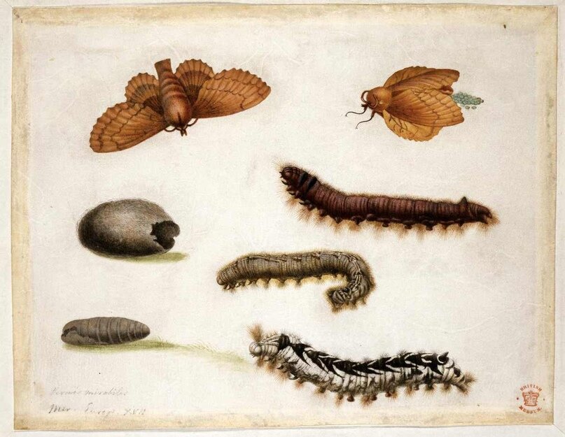 Жизненный цикл насекомого: примеры трех гусениц и двух мотыльков. Гравюра М.Мериан ее книги «Der Raupen wunderbare Verwandelung und konderbare Blumen-nahrung» (около 1670-1679)