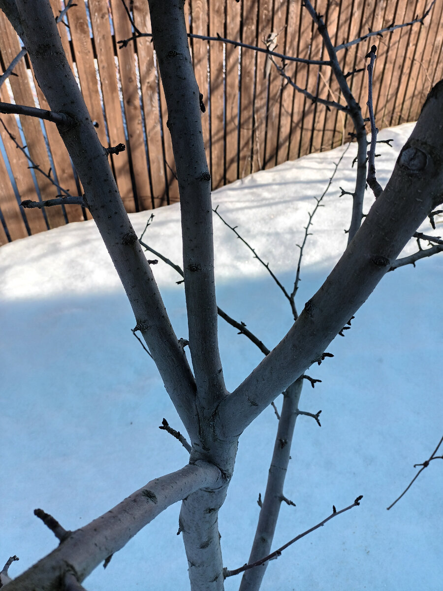 Защемление коры