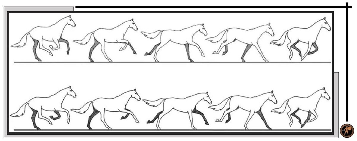 Ход рысью. Фазы галопа лошади. Иноходь лошади схема. Галоп Аллюр лошади схема. Фазы движения лошади в галопе.