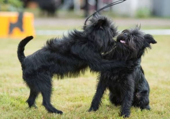      Аффенпинчеры - отличные охранники