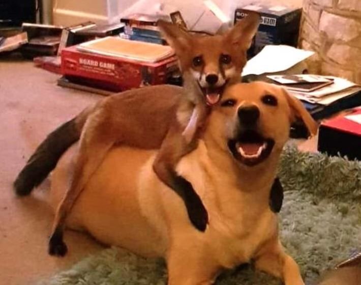      Лиса Викси и лабрадор Луна лучшие друзья