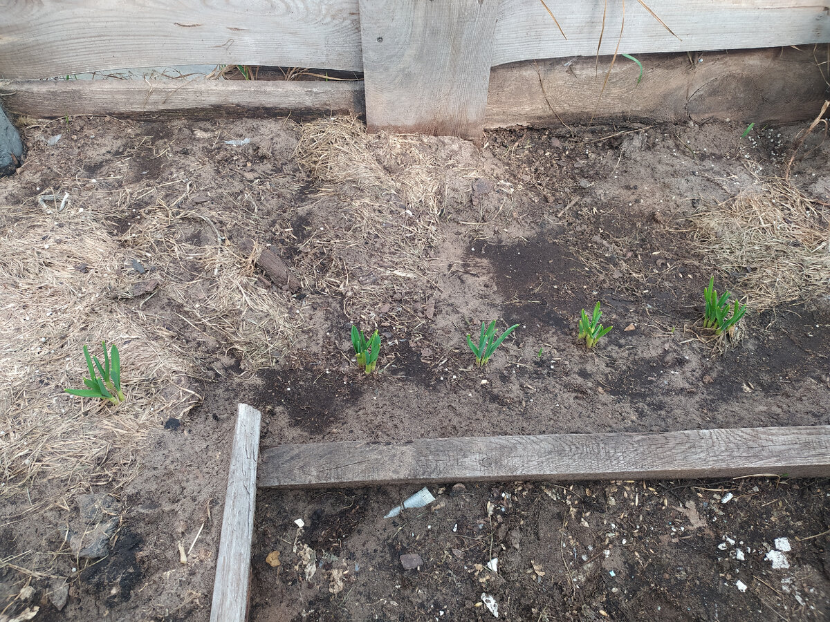 Чеснок в теплице 