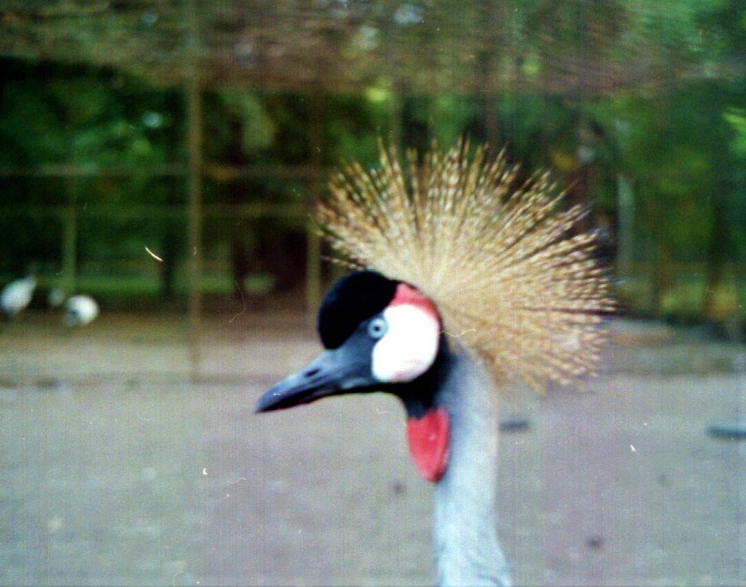 Кандидат в птицы боцмана  