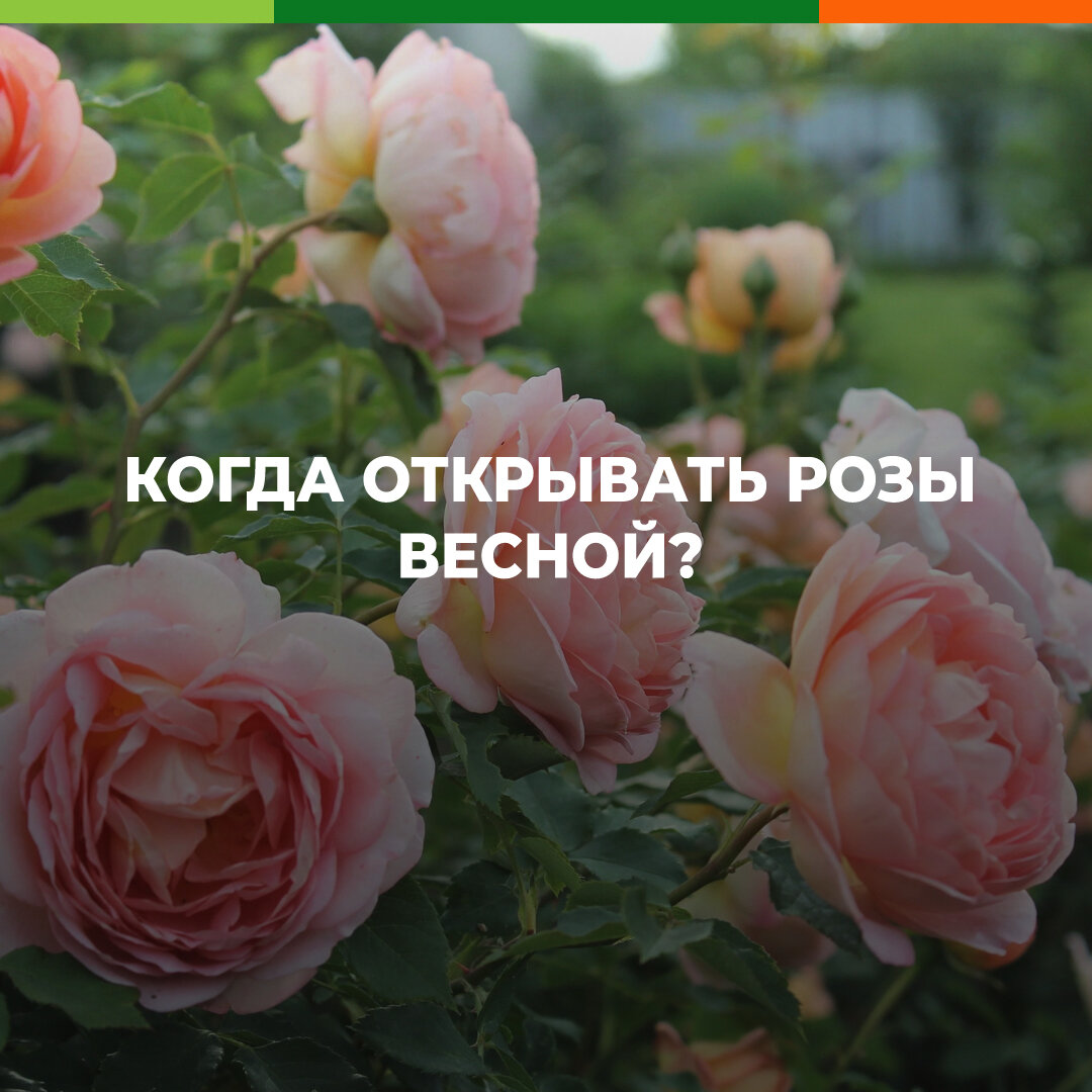 Когда открывать розы весной 2024 года. Открытые розы. Когда открывать розы. Как раскрыть розу.