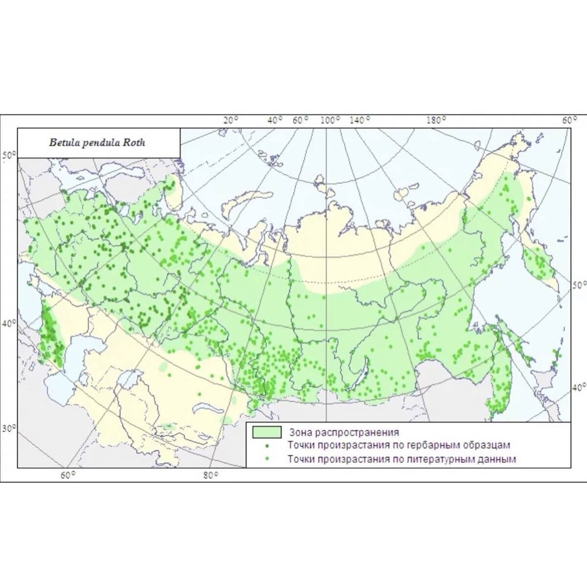 Ареал березы