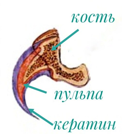 Строение когтя кошки