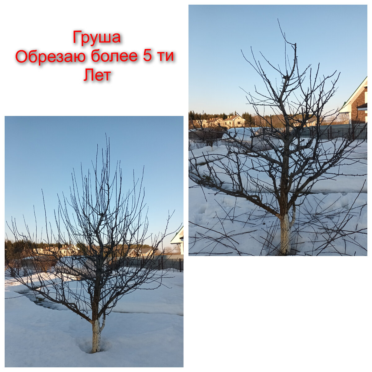 Груша до и после обрезки